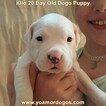 Small #195 Dogo Argentino