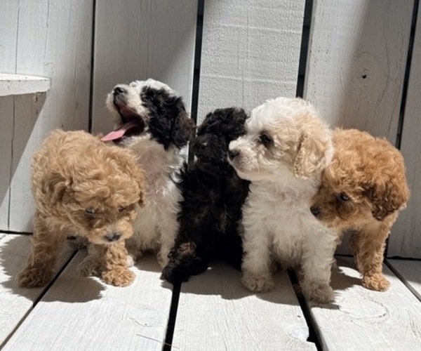 Medium Photo #4 Poodle (Miniature) Puppy For Sale in CURTISS, WI, USA