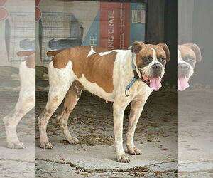 Boxer Dogs for adoption in Dumont, NJ, USA