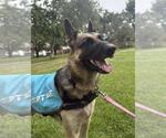 Small #1 German Shepherd Dog