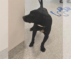 Mutt Dogs for adoption in Houston, TX, USA