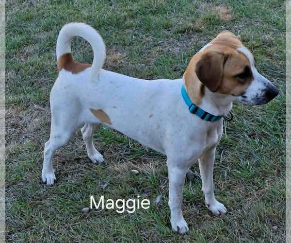 Medium Photo #3 Mutt Puppy For Sale in Geneva, OH, USA