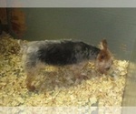 Small Photo #2 Yorkshire Terrier Puppy For Sale in CARROLLTON, GA, USA