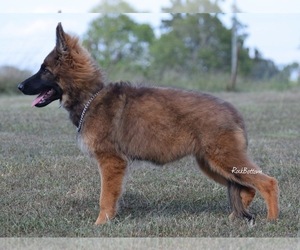 German Shepherd Dog Puppy for sale in MORRILTON, AR, USA
