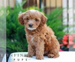 Small #2 Cavapoo (Miniature)