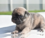 Small #1 Pug