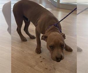 Mutt Dogs for adoption in Pearland, TX, USA