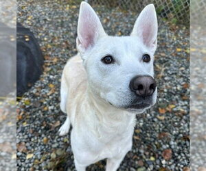 German Shepherd Dog-Unknown Mix Dogs for adoption in Anchorage, AK, USA
