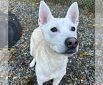 LIL - Female German Shepherd Dog-Unknown Mix Dog for Adoption - Small photo