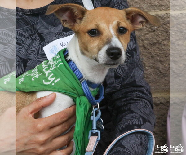 Medium Photo #3 Mutt Puppy For Sale in Washington, DC, USA