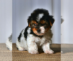 Small Photo #2 Yorkshire Terrier Puppy For Sale in ALLEN, TX, USA