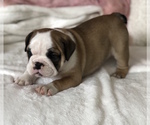 Small Photo #16 English Bulldog Puppy For Sale in CHARLESTON, SC, USA
