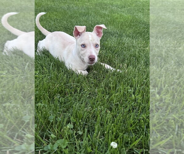 Medium Photo #2 Siberian Husky-Unknown Mix Puppy For Sale in Springdale, PA, USA