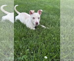 Small #1 Siberian Husky Mix