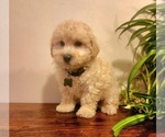 Small #4 Poodle (Miniature)-Poodle (Toy) Mix