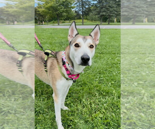 Medium Photo #1 Siberian Husky-Unknown Mix Puppy For Sale in Gloversville, NY, USA