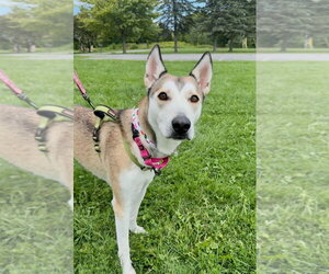 Siberian Husky-Unknown Mix Dogs for adoption in Gloversville, NY, USA