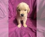 Small Photo #4 Golden Retriever Puppy For Sale in WESTMINSTER, SC, USA