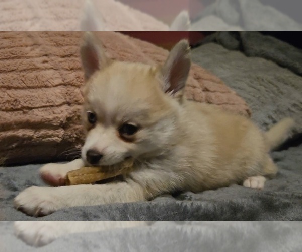 Medium Photo #185 Pomsky Puppy For Sale in LOVELAND, CO, USA