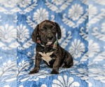 Small Photo #2 Frengle Puppy For Sale in LINCOLN UNIVERSITY, PA, USA