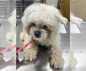 Bichon Frise-Unknown Mix Dogs for adoption in Forestville, MD, USA
