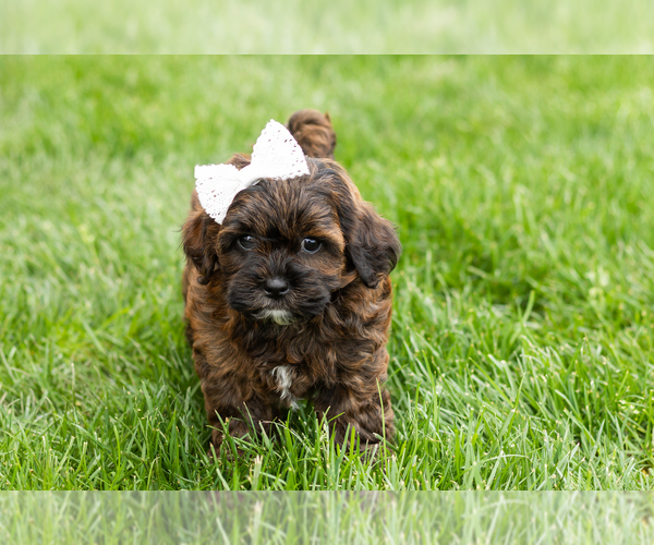 Medium Photo #2 Shih-Poo Puppy For Sale in NAPPANEE, IN, USA
