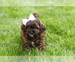 Small #1 Shih-Poo