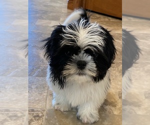 Shih Tzu Puppy for sale in SENECA FALLS, NY, USA