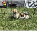 Small #2 Pomeranian