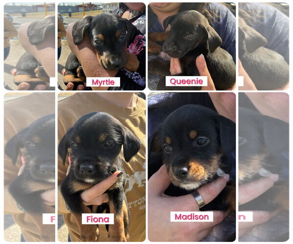 Medium Photo #3 Doberman Pinscher-Unknown Mix Puppy For Sale in Pottstown, PA, USA