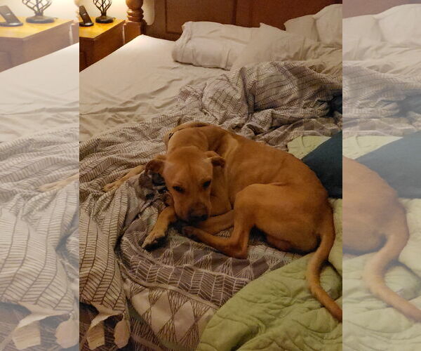Medium Photo #9 Chinese Shar-Pei-Labrador Retriever Mix Puppy For Sale in Garner, NC, USA