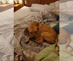 Small #8 Chinese Shar-Pei-Labrador Retriever Mix