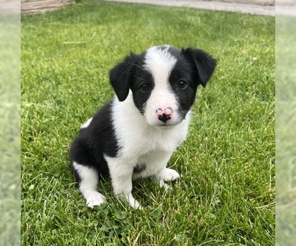 Medium Photo #4 Collie-Unknown Mix Puppy For Sale in Bellevue, WA, USA