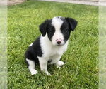 Small #3 Collie Mix