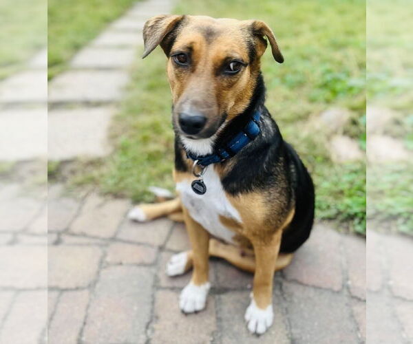 Medium Photo #2 Beagle-Collie Mix Puppy For Sale in Princeton, MN, USA