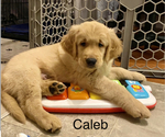 Small Photo #4 Golden Retriever Puppy For Sale in FRANKFORT, KY, USA
