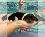 Image preview for Ad Listing. Nickname: Mini suzanne