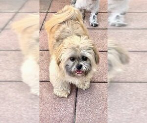 Geoffrey David - Male Shih Tzu Dog for Adoption - Photo #3
