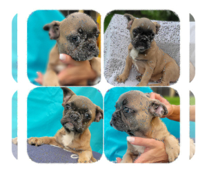 French Bulldog Puppy for sale in TAMPA, FL, USA