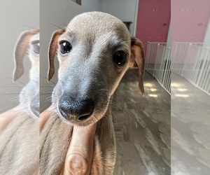 Italian Greyhound Puppy for Sale in BROOKLYN, New York USA