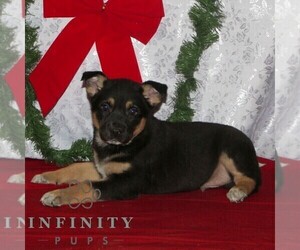 Australian Cattle Dog-German Shepherd Dog Mix Puppy for sale in OXFORD, PA, USA