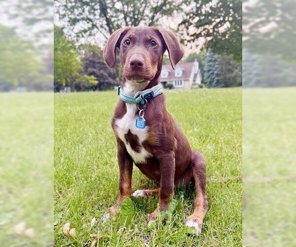 Medium Photo #4 Mutt Puppy For Sale in Genesee, WI, USA