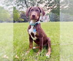 Small #3 Mutt