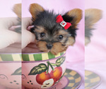 Small Yorkshire Terrier
