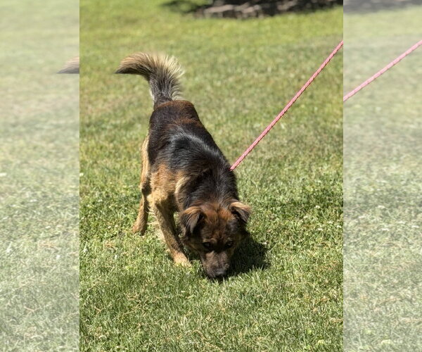 Medium Photo #2 Australian Shepherd-German Shepherd Dog Mix Puppy For Sale in Yardley, PA, USA