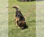 Small #1 Australian Shepherd-German Shepherd Dog Mix