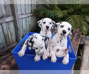 Dalmatian Puppy for sale in LAKELAND, FL, USA