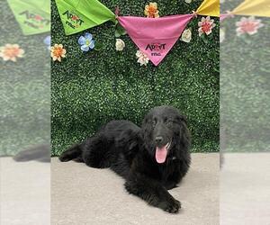 Border Collie-Golden Retriever Mix Dogs for adoption in Grasswood, Saskatchewan, Canada