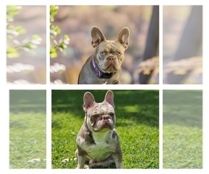 Father of the French Bulldog puppies born on 02/06/2025