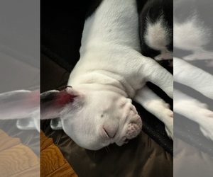 French Bulldog Puppy for sale in ELSMERE, KY, USA